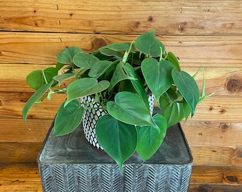 Philodendron Cordatum, 6" Plant