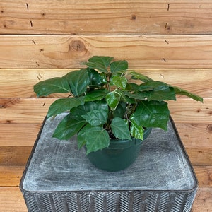 Cissus Grape Leaf Ivy - 6" Plant