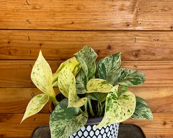 Pothos Marble Queen - 6" Plant