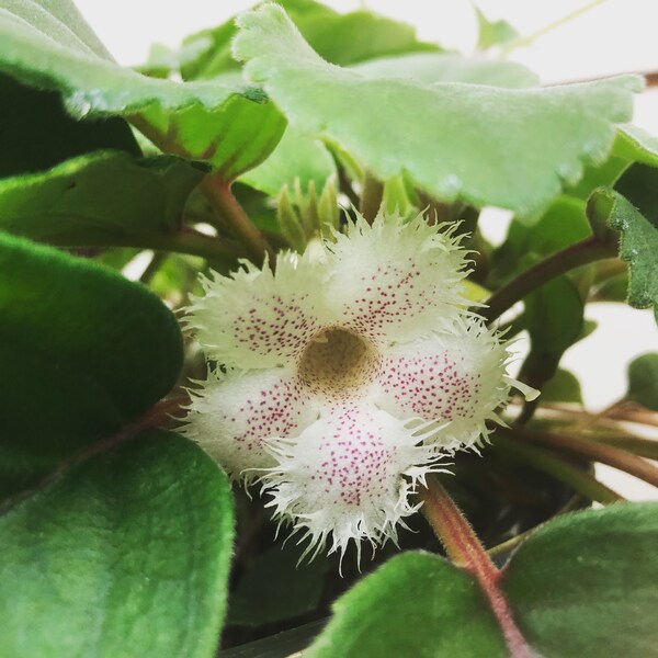 Alsobia Dianthiflora Cygnet Lace Flower Plant, 2" Plant