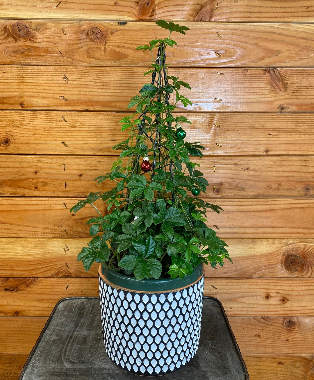 Parthenocissus Sugar Vine Trellised 6 Plant Etsy