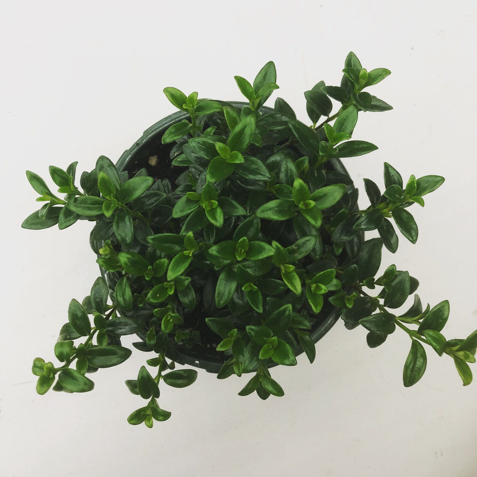 Columnea Goldfish Christmas Holly 6 Plant Etsy