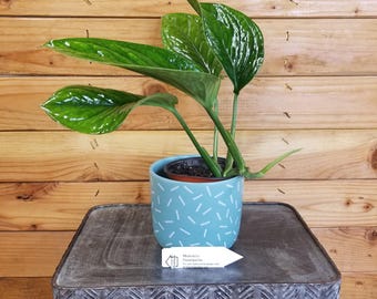Monstera Pinnatipartita, 4" Plant