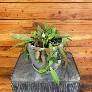 Hoya Gracilis, 6&quot; Plant