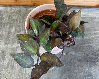 Hoya Krohniana Black | Etsy