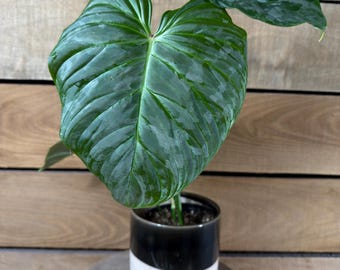 Philodendron Majestic - Pick Your Plant, 4" Plant
