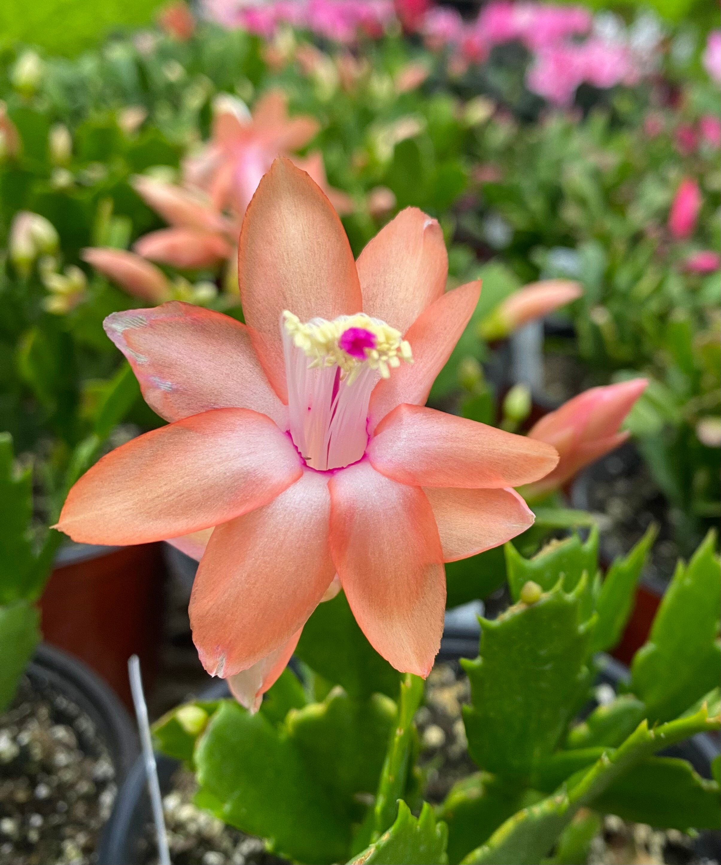 Cactus カクタス　7インチシングル のっぽのサリー Schlumbergera Zygo Cactus Salmon, 2