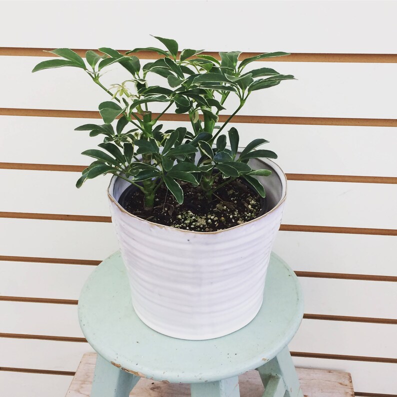 Schefflera arboricola �Moondrop� Plant 6 Etsy