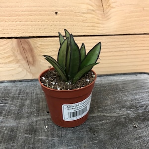 Hoya Kentiana - 2" Plant