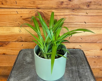 Chlorophytum Green Spider, 4" Plant