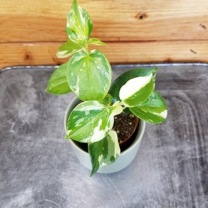 Peperomia Cranes Flecked, 2" Plant