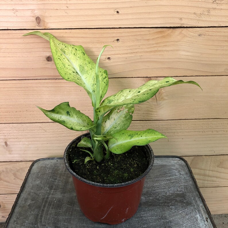 dieffenbachia camouflage dieffenbachia camouflage