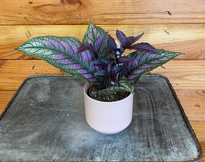 Fresh Armenian Basil Seeds Etsy