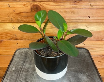 Peperomia Obtusifolia Red Margin, 4" Plant