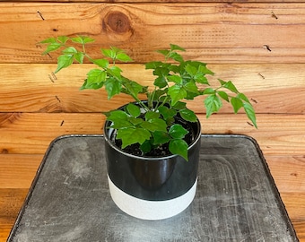 Radermachera Sinica China Doll, 4&quot; Plant