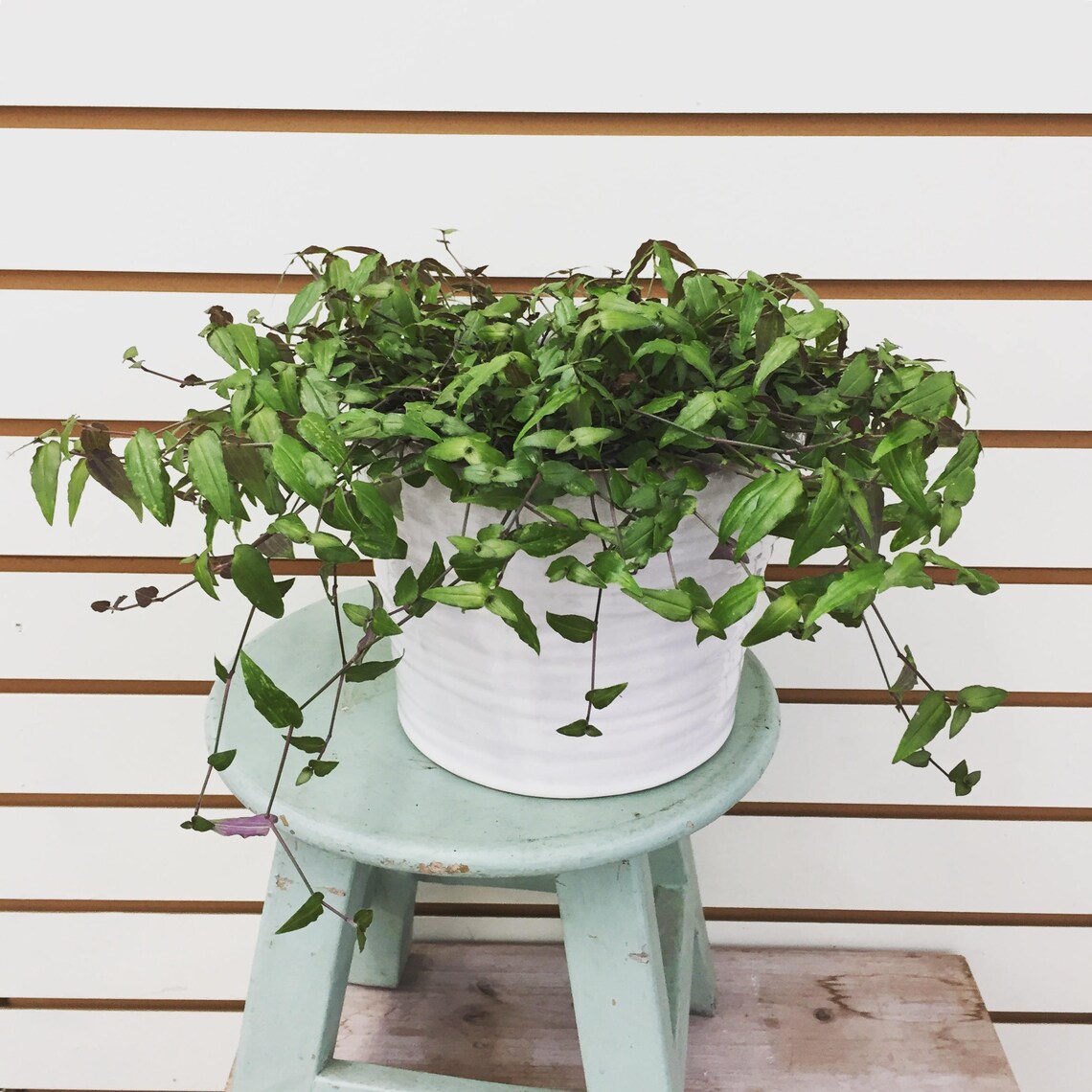 Tahitian Bridal Veil Hanging Plant 6 Etsy