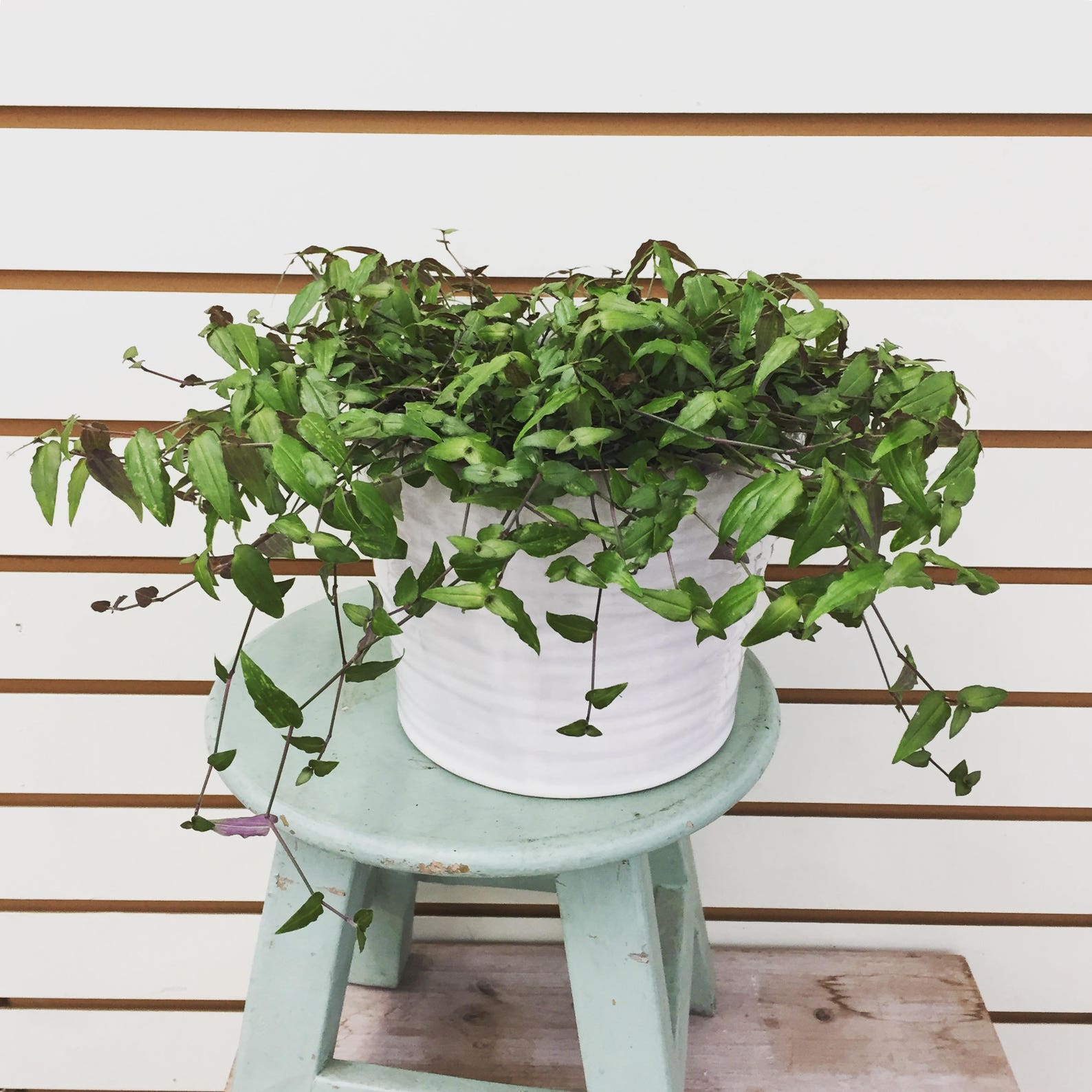 Tahitian Bridal Veil Hanging Plant 6 Etsy