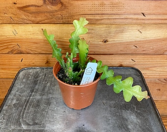 Fishbone Cactus Epiphyllum Anguliger Trendy & Quirky Plant 