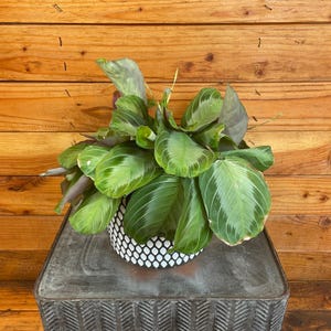 Maranta Leuconeura Silver Band, 6&quot; Plant