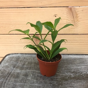 Aeschynanthus Lipstick Orange - 2&quot; Plant
