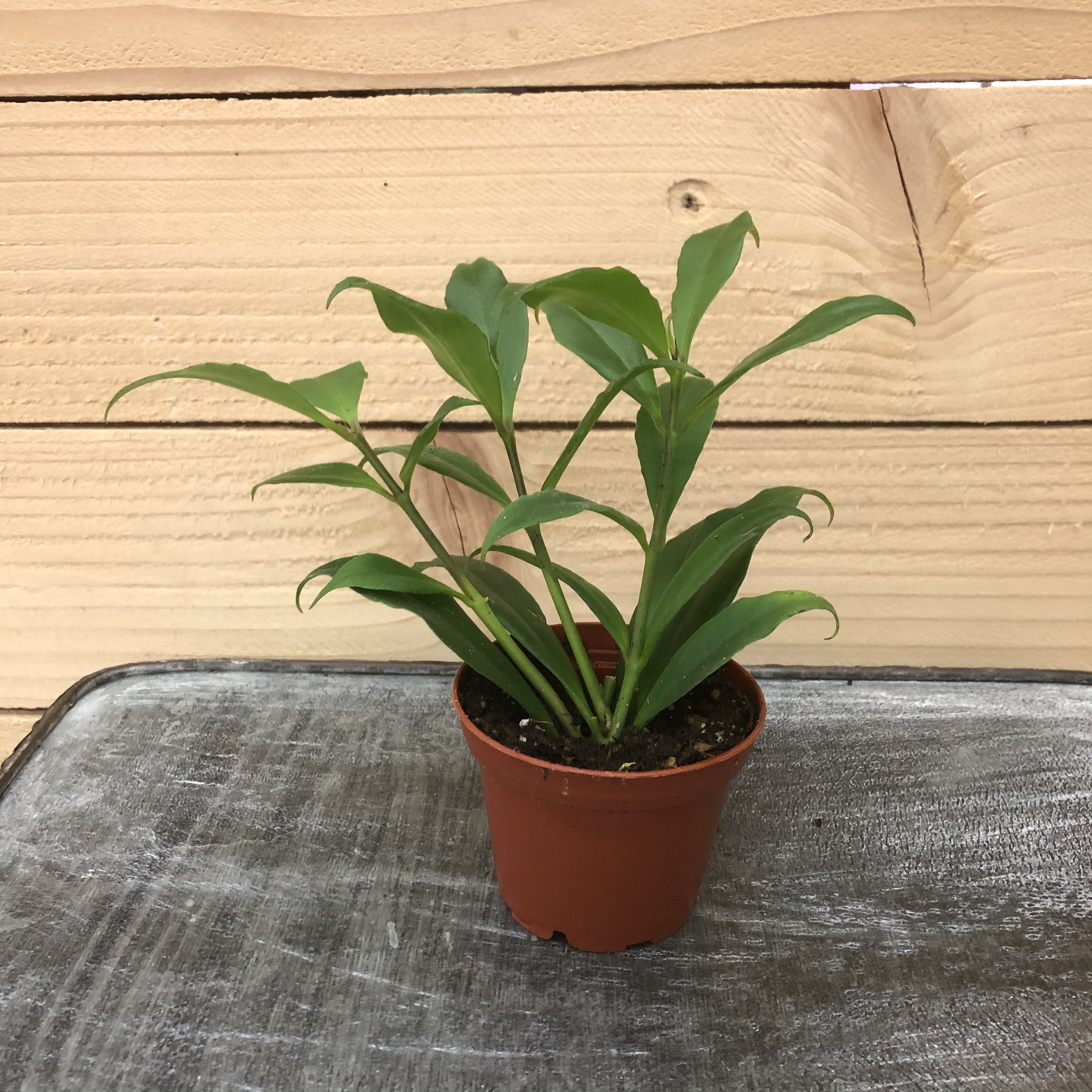 Aeschynanthus Lipstick Orange - 2" Plant