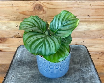 Calathea Orbifolia, 4&quot; Plant