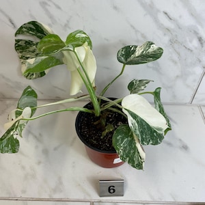 May include: A potted Monstera plant with variegated green and white leaves. The plant is in a brown plastic pot. A small metal tag with the number 6 is in front of the pot. The background is a white tile wall.