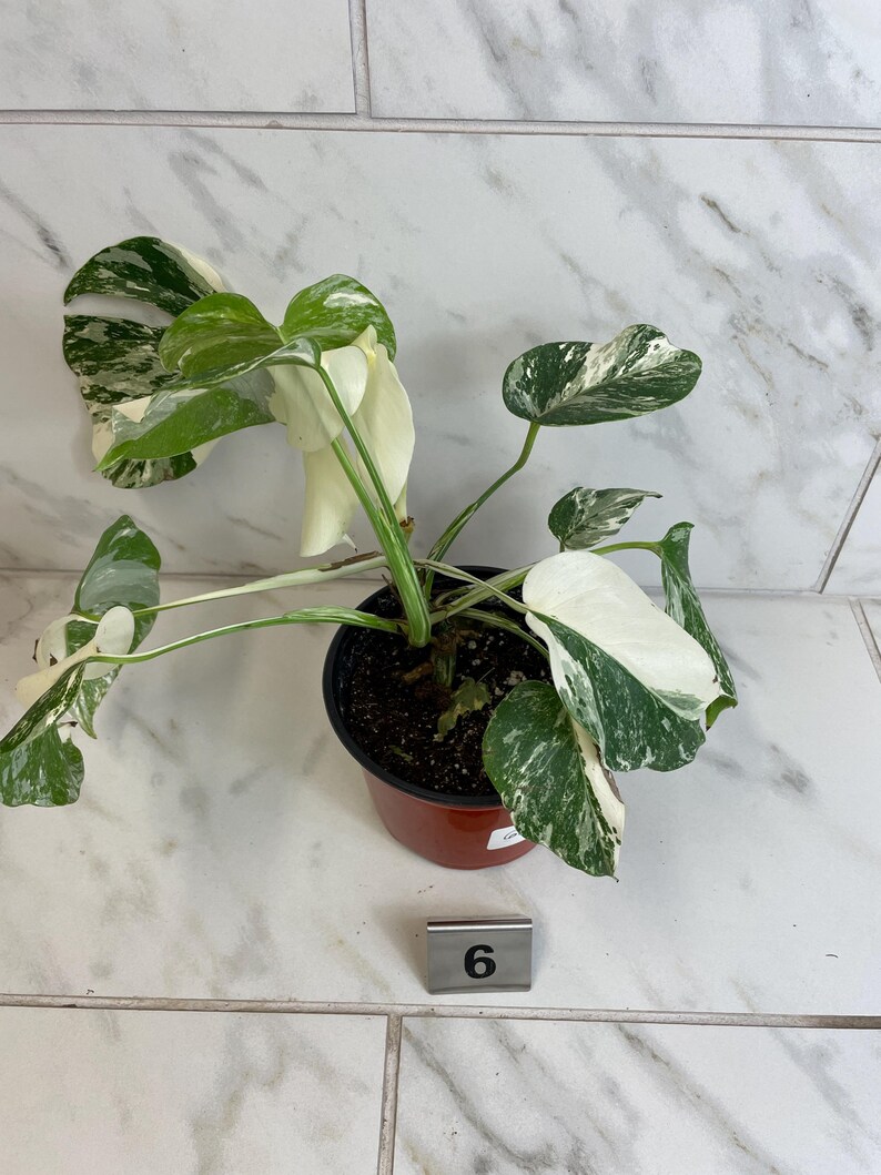 May include: A potted Monstera plant with variegated green and white leaves. The plant is in a brown plastic pot. A small metal tag with the number 6 is in front of the pot. The background is a white tile wall.