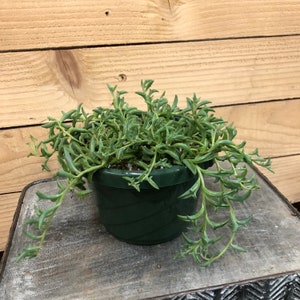 May include: A green Senecio radicans plant, also known as string of dolphins, in a dark green plastic pot. The succulent has trailing stems with small, dolphin-shaped leaves. The pot sits on a weathered, gray surface against a wooden background.