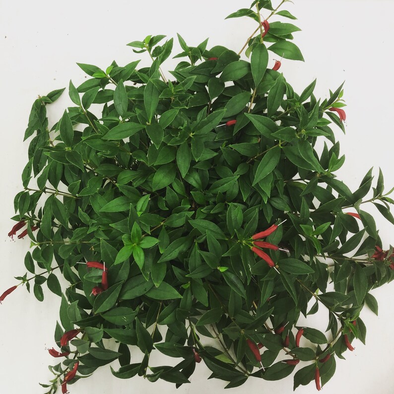 Aeschynanthus Lipstick Purple Star Cutting x5 Etsy
