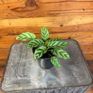 Calathea Freddie, 4&quot; Plant
