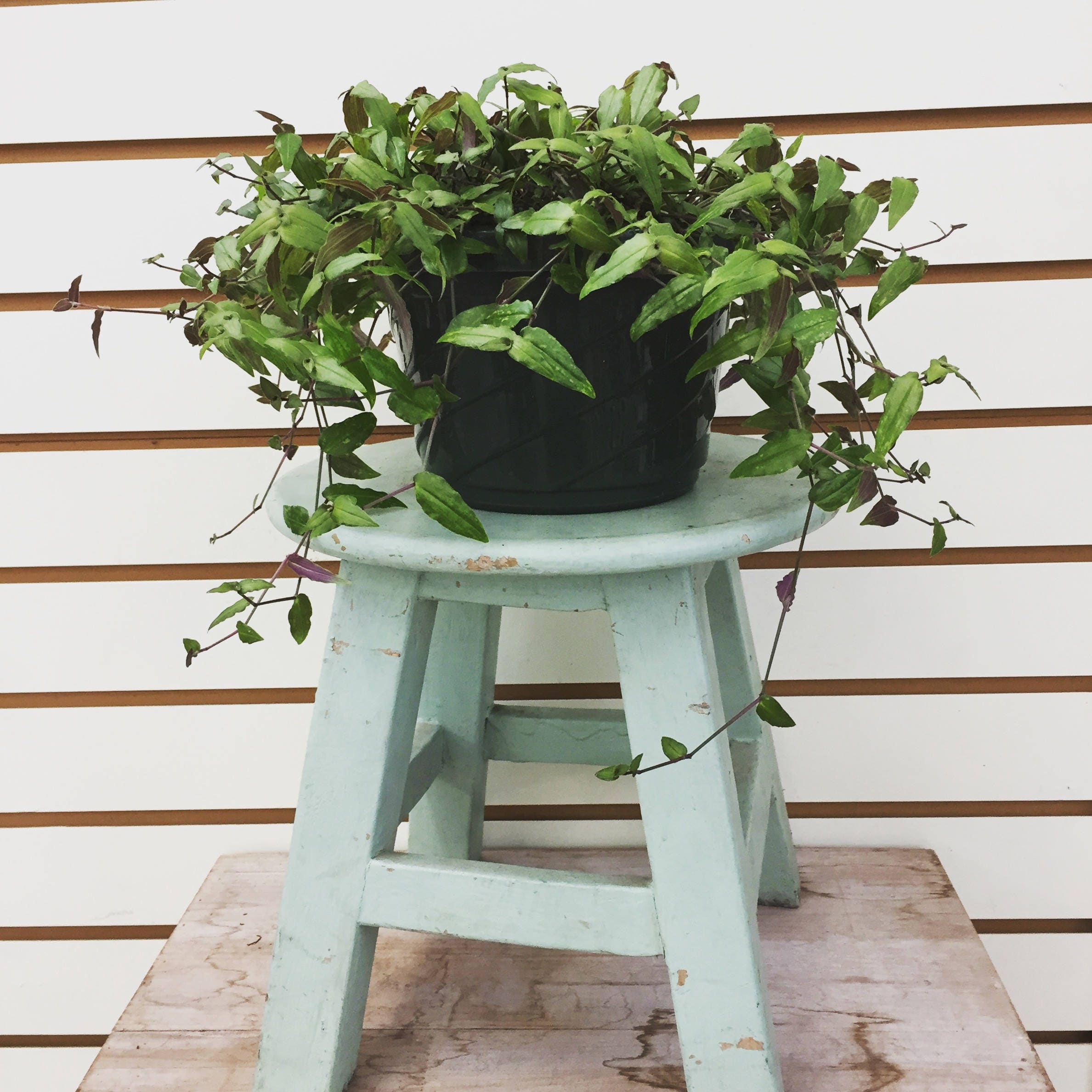 Tahitian Bridal Veil Cuttings 10 Etsy