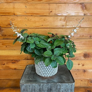 Plectranthus Swedish Ivy Purple, 6&quot; Plant