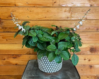 Plectranthus Swedish Ivy Purple, 6" Plant