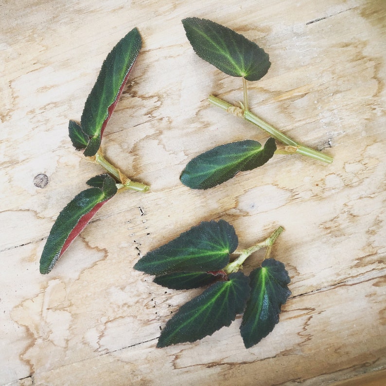 Begonia brasileña Lady Angel Wing, esquejes x3 imagen 1