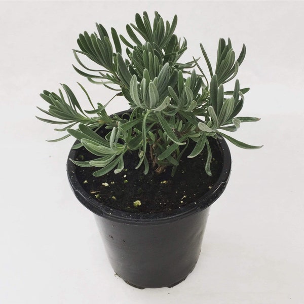 Lavender Grosso, 4" Plant