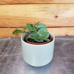 Hoya Mathilde, 2&quot; Plant