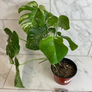 May include: A potted Monstera plant with large, variegated green and white leaves. The plant is in a small, round, red-brown pot. The leaves have a distinctive split pattern. A small tag with the number 5 is in front of the pot.