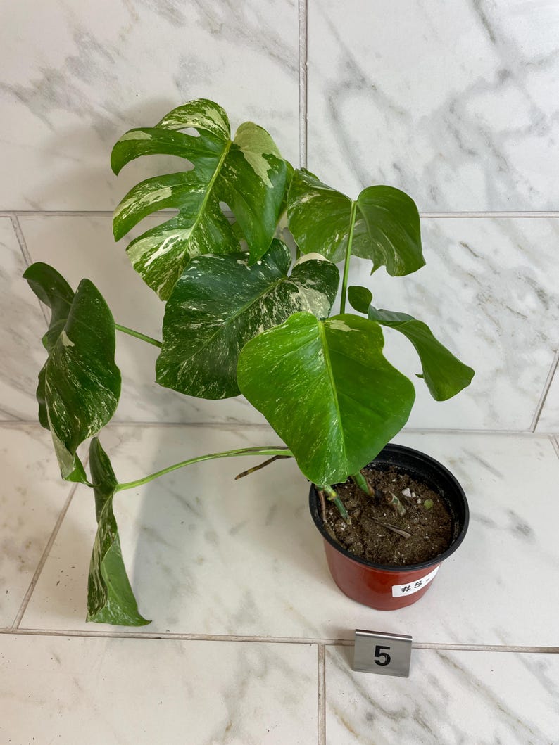 May include: A potted Monstera plant with large, variegated green and white leaves. The plant is in a small, round, red-brown pot. The leaves have a distinctive split pattern. A small tag with the number 5 is in front of the pot.