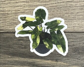 Philodendron Burle Marx Sticker