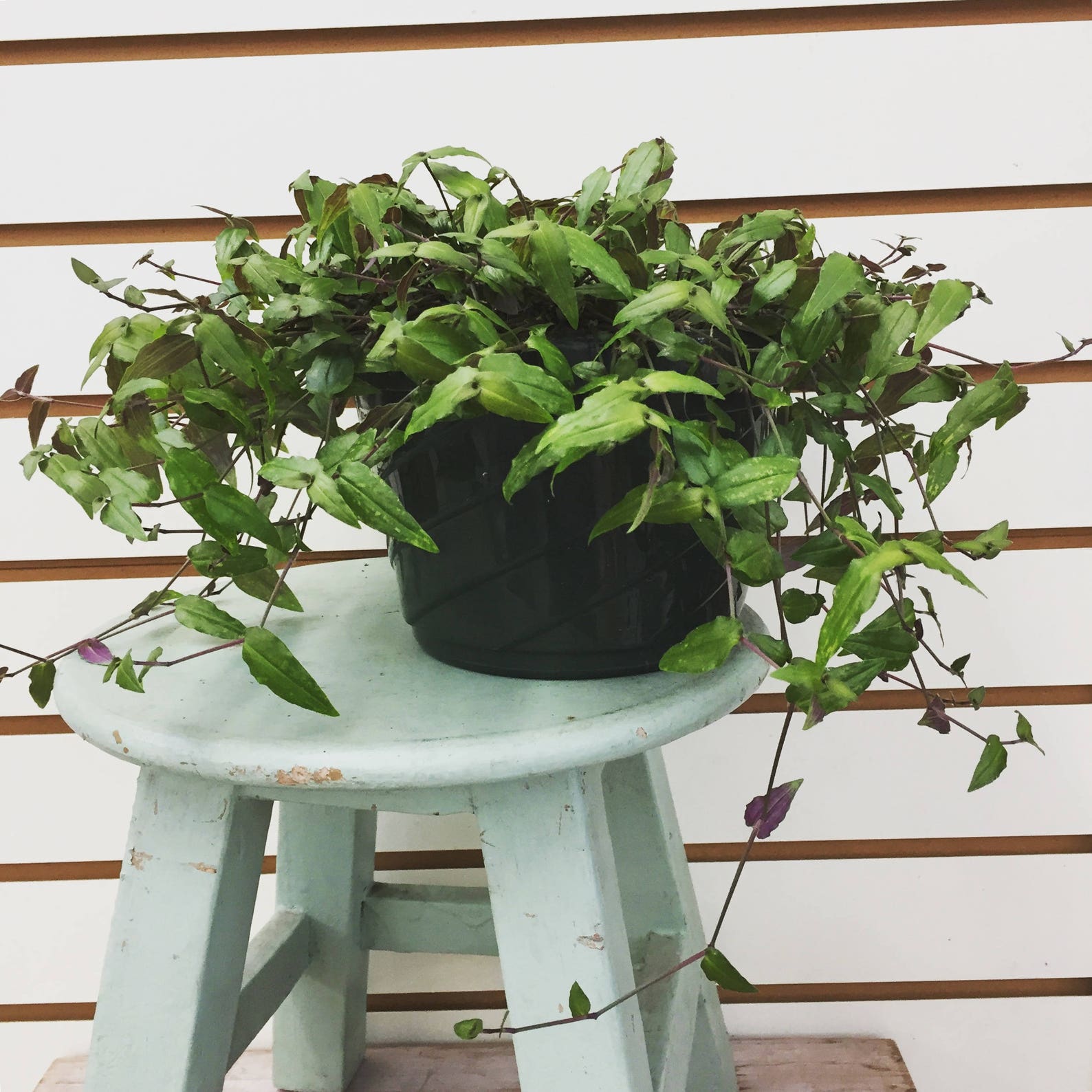 Tahitian Bridal Veil Hanging Plant 6 Etsy