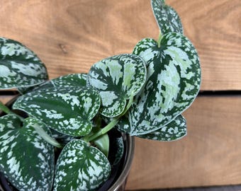 Scindapsus Tricolor - Pick Your Plant, 4" Plant