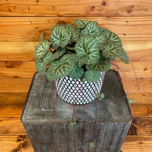 Begonia Strawberry, 6&quot; Plant