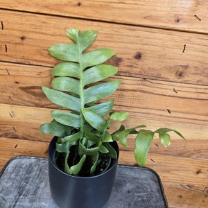 Selenicereus Chrysocardium Fernleaf Cactus - 4" Plant