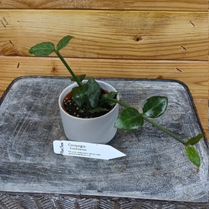 Ceropegia Sandersonii - 2" Plant