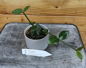 Ceropegia Sandersonii - 2" Plant