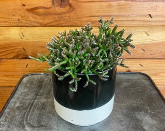 Rhipsalis Cereuscula, 4" Plant