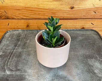 Nematanthus Goldfish Shady Lady Marlene, 2" Plant