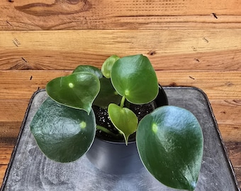 Peperomia Polybotrya Raindrop, 4" Plant