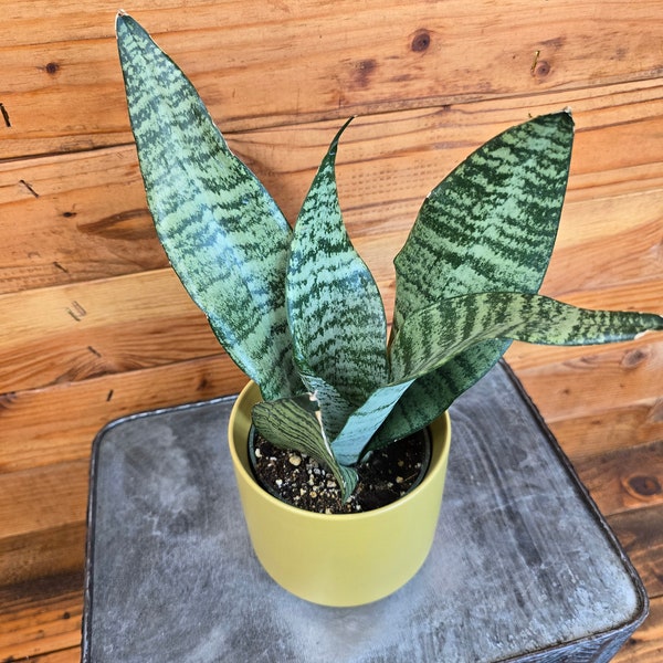 Sansevieria Zeylanica, 4" Plant